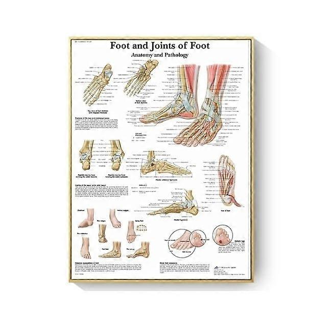 Human Anatomy Muscles System Art Poster Canvas Print, 20x30cm No Frame, Color A11, Wall Decor For Science Medicine