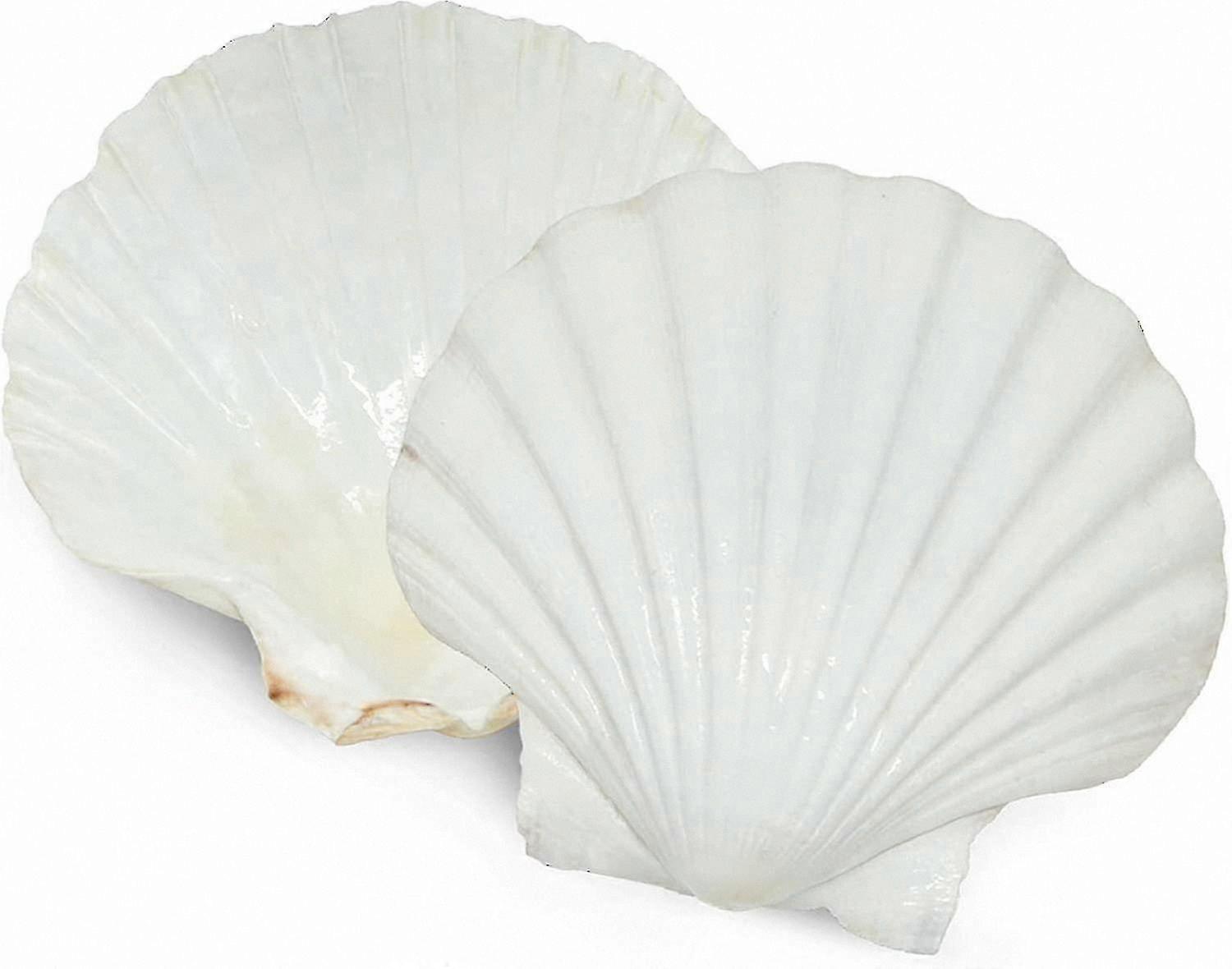 6 Pieces Natural White Seashells for Food Serving and Baking Large Scallop Shells Perfect for DIY Projects