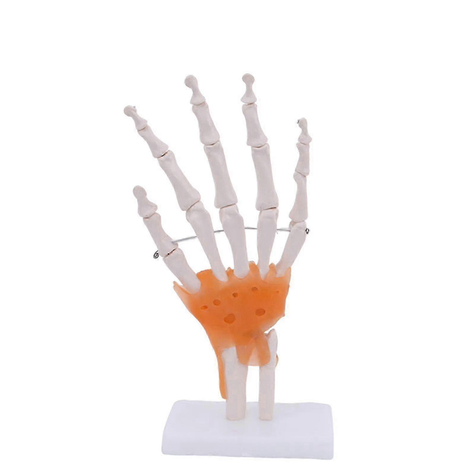 Life-Size Human Foot Joint Model with Ligaments - Flexible 1:1 Scale