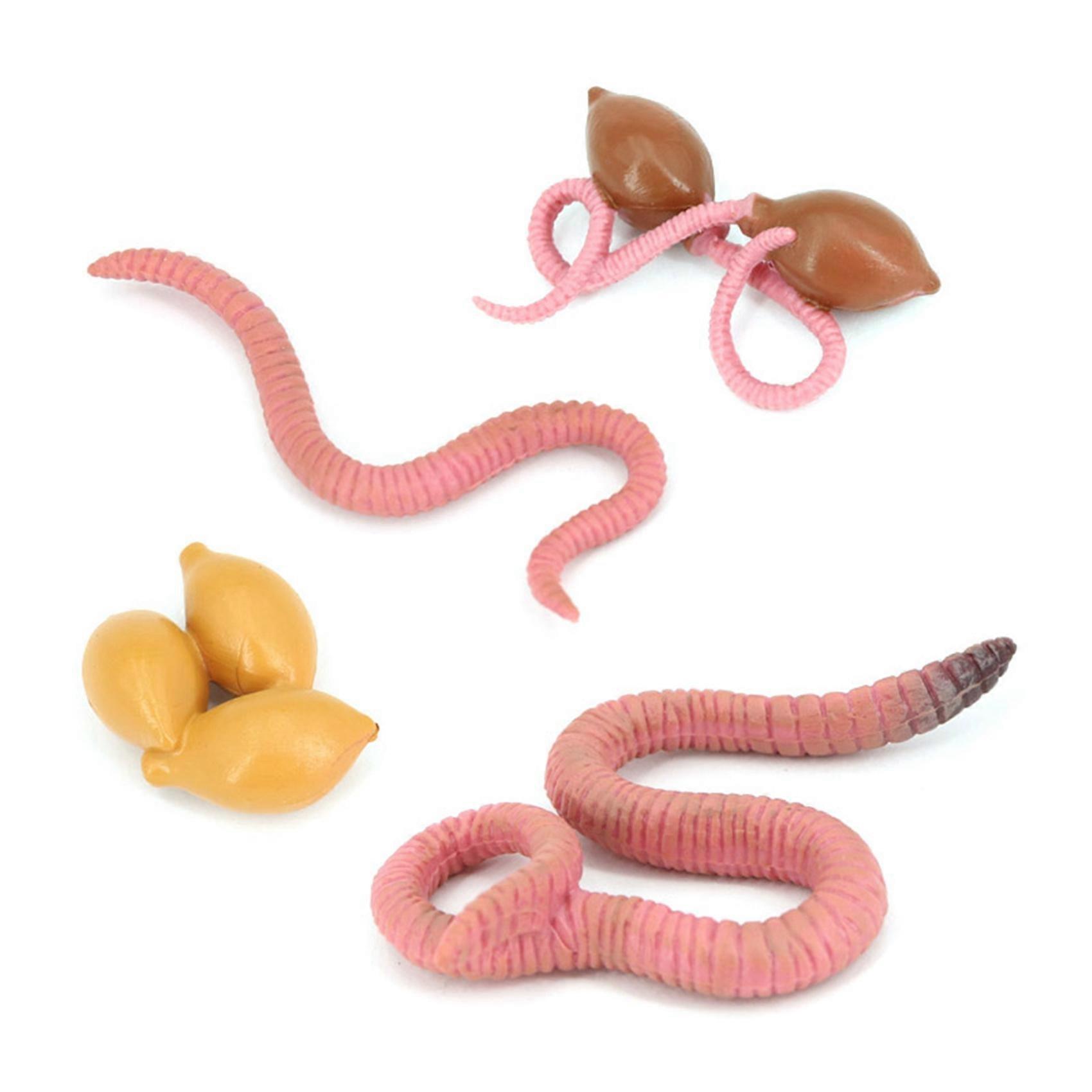 4Pcs Simulation Earthworm Growth Model Animal Growth Biological Model Simulation Growth Science Edu