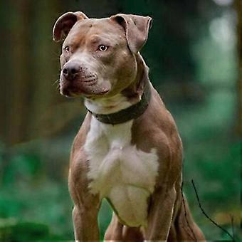 Reflective Dog Collar Tactical Dog Collar Nylon Anti-wear Five-speed