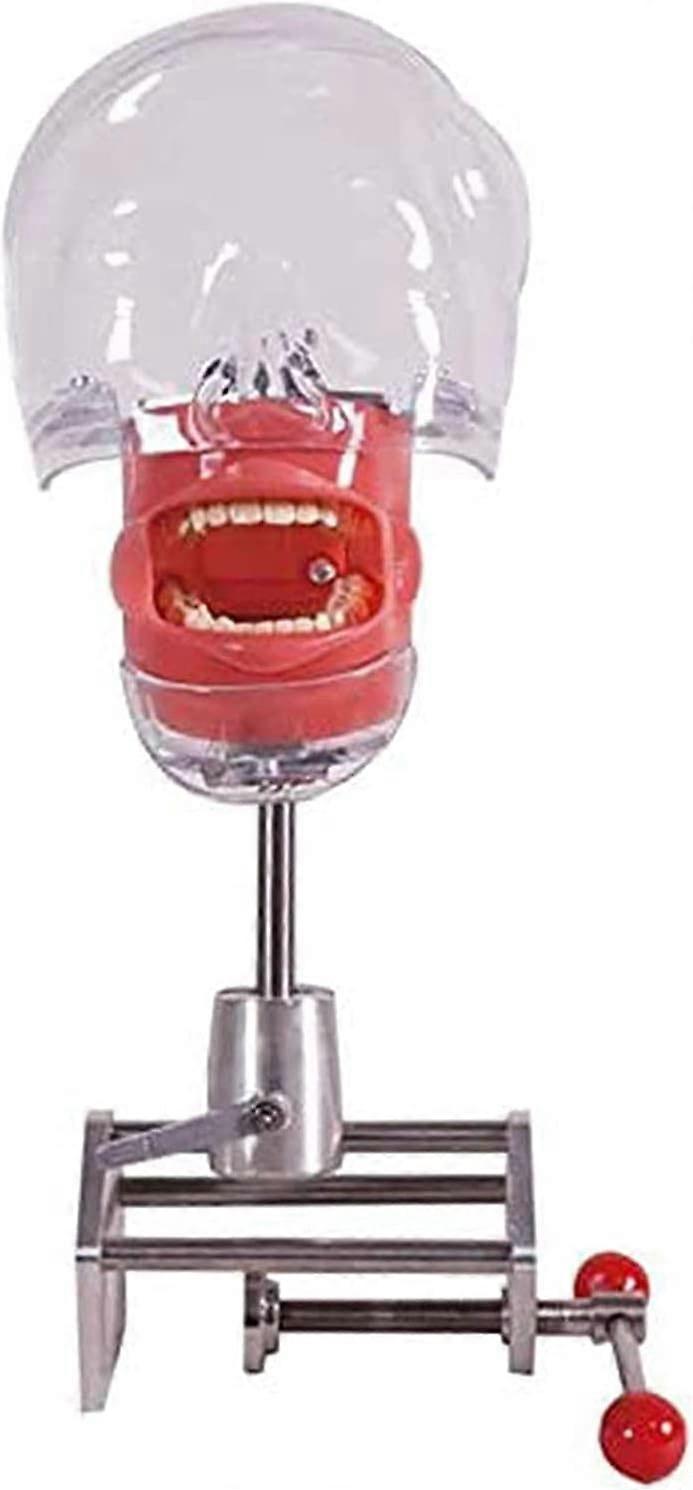 Dental Phantom Head Training Model with Jawbone and Teeth for Student Practice and School Simulation