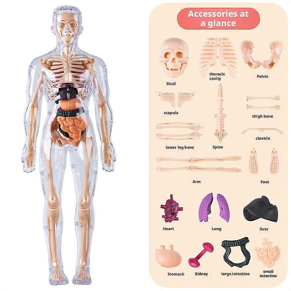 Human Body Skeleton Model Kits Study Tools Teaching 3D/ Assembly Removable Q3G4