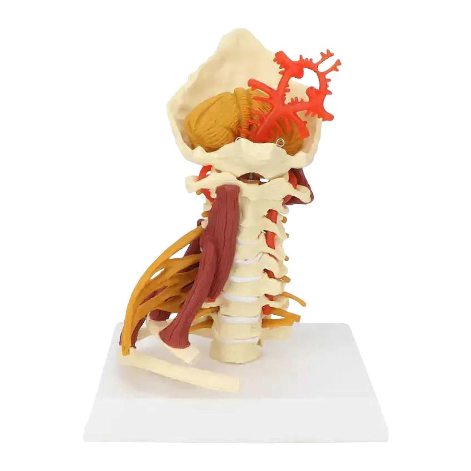 Spine Model Nerves Arteries Teaching Medical Model Spinal Cord Model