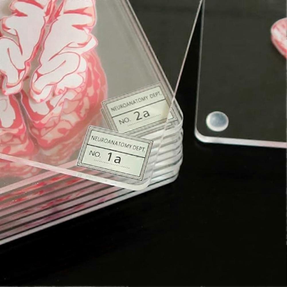 Brain Specimen Coasters Set 3D Organ Brain Artwork Brain Slices Square Acrylic Drinks Table Coaster
