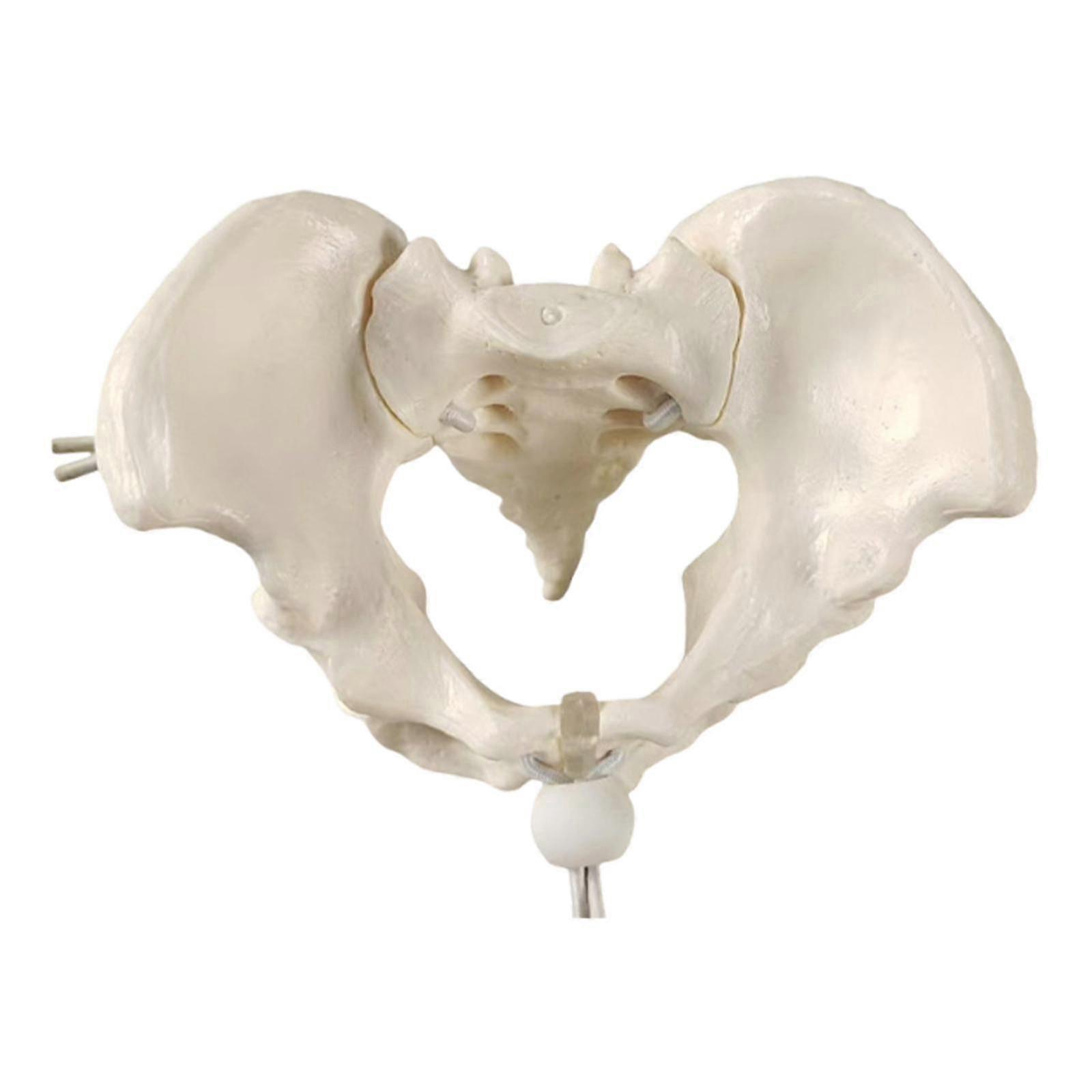 Compact PVC Female Pelvis Teaching Model