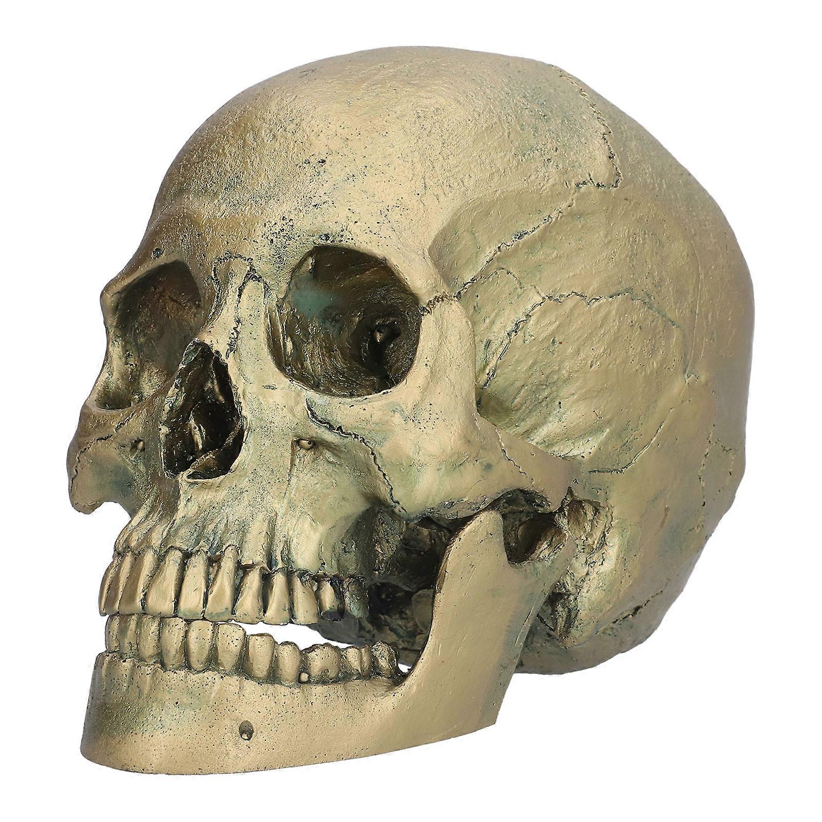 Human Skull Ornaments Resin Teaching Skull Model For Halloween Party Decoration Educational Display Prop