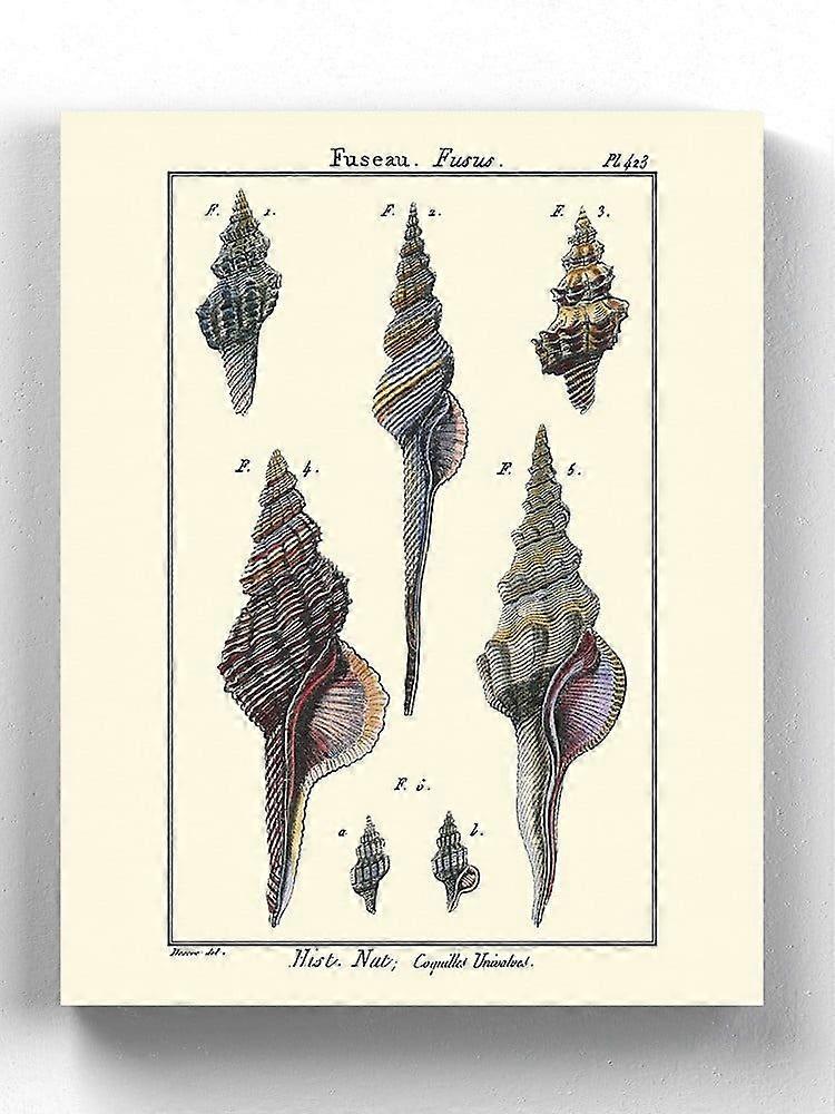 Sea Shell I τυλιγμένο καμβά -Denis Diderot Σχέδια,-ouyab1554