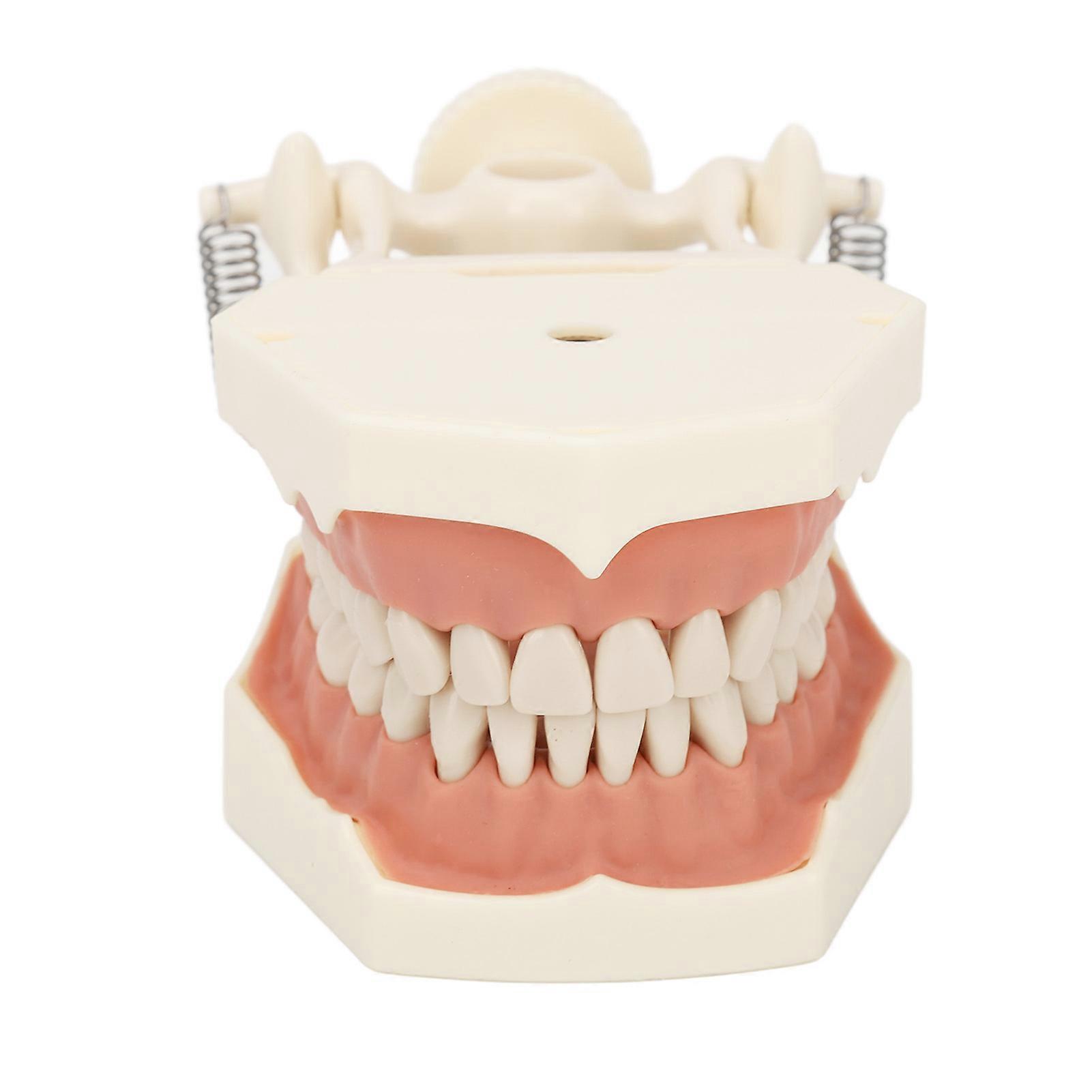 32 Teeth Model Soft Gum Screw Fixed Teaching Training Researching Dental Teeth Model Model