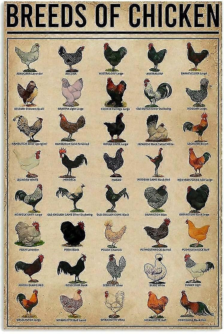 Fajták Csirkék Poszter Vintage Fém Ón táblák Kávézó Kakas Vasfestés Retro újdonság Vicces Bár Kocsma Étterem Konyha Farm Csirke Coop T