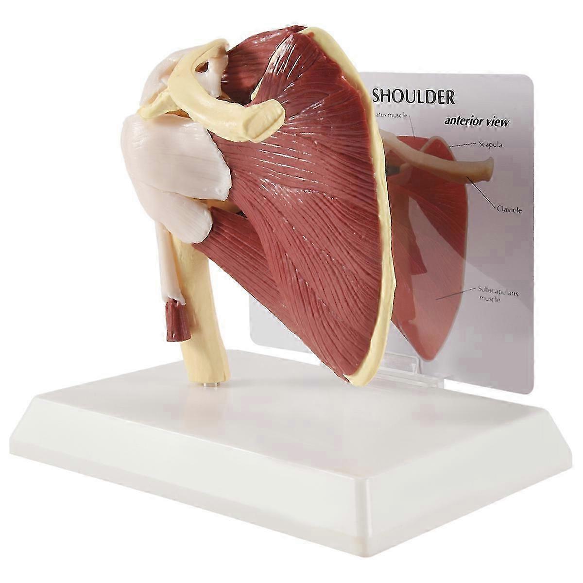 Human Skeleton Shoulder Scapula Clavicle Muscle Model Joint Functional Ligament Teaching Aid
