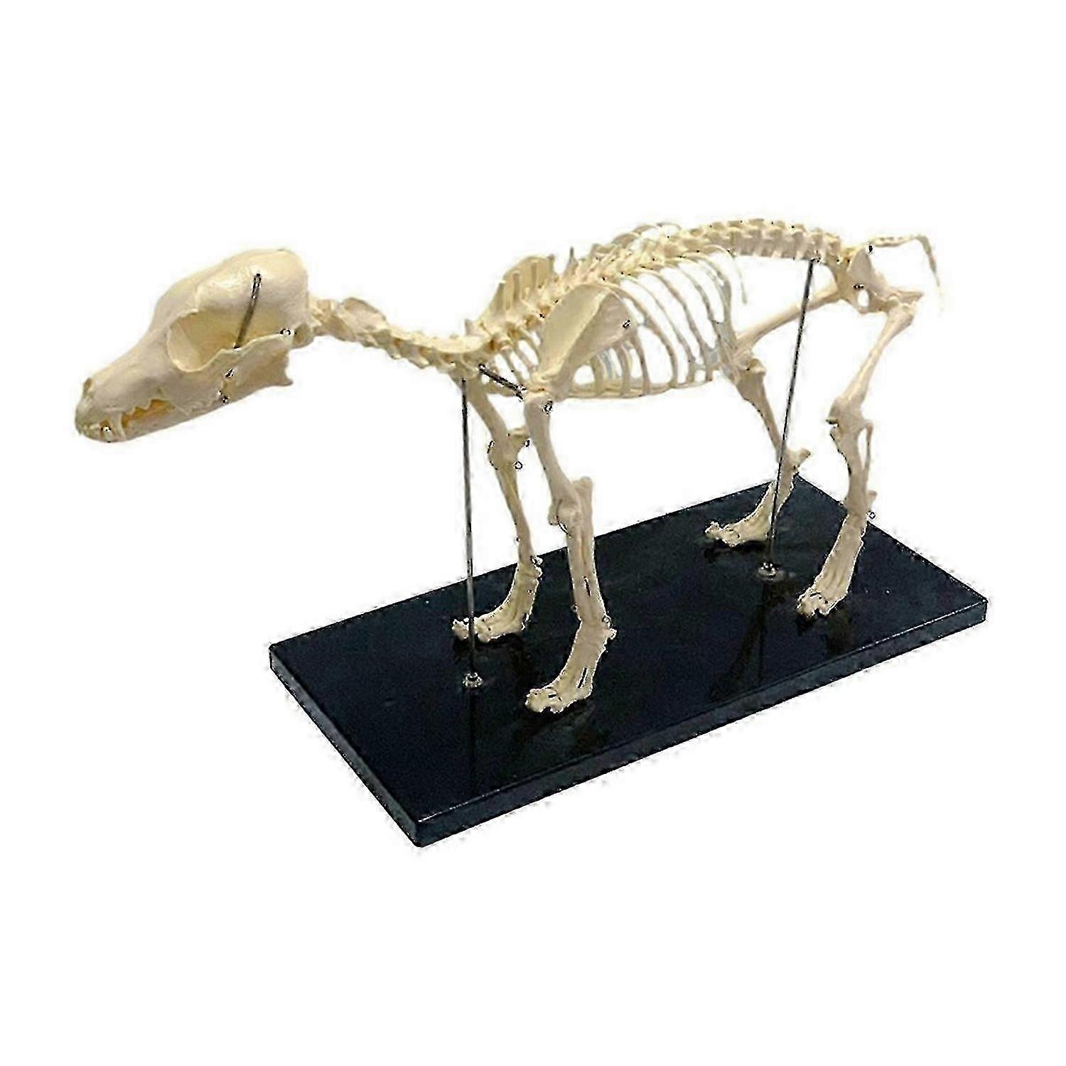 teaching model of dog skeleton anatomy