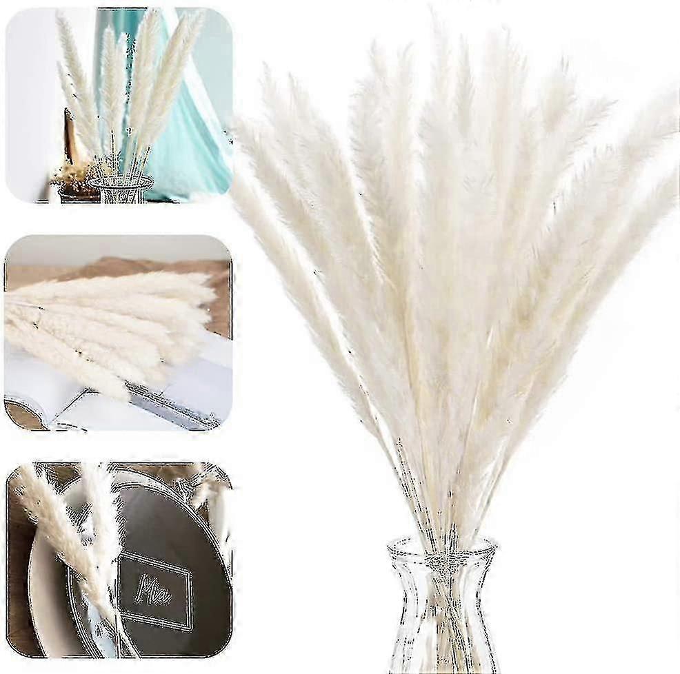 Pampas Grass, Pampas Grass Dried Pampas Grass