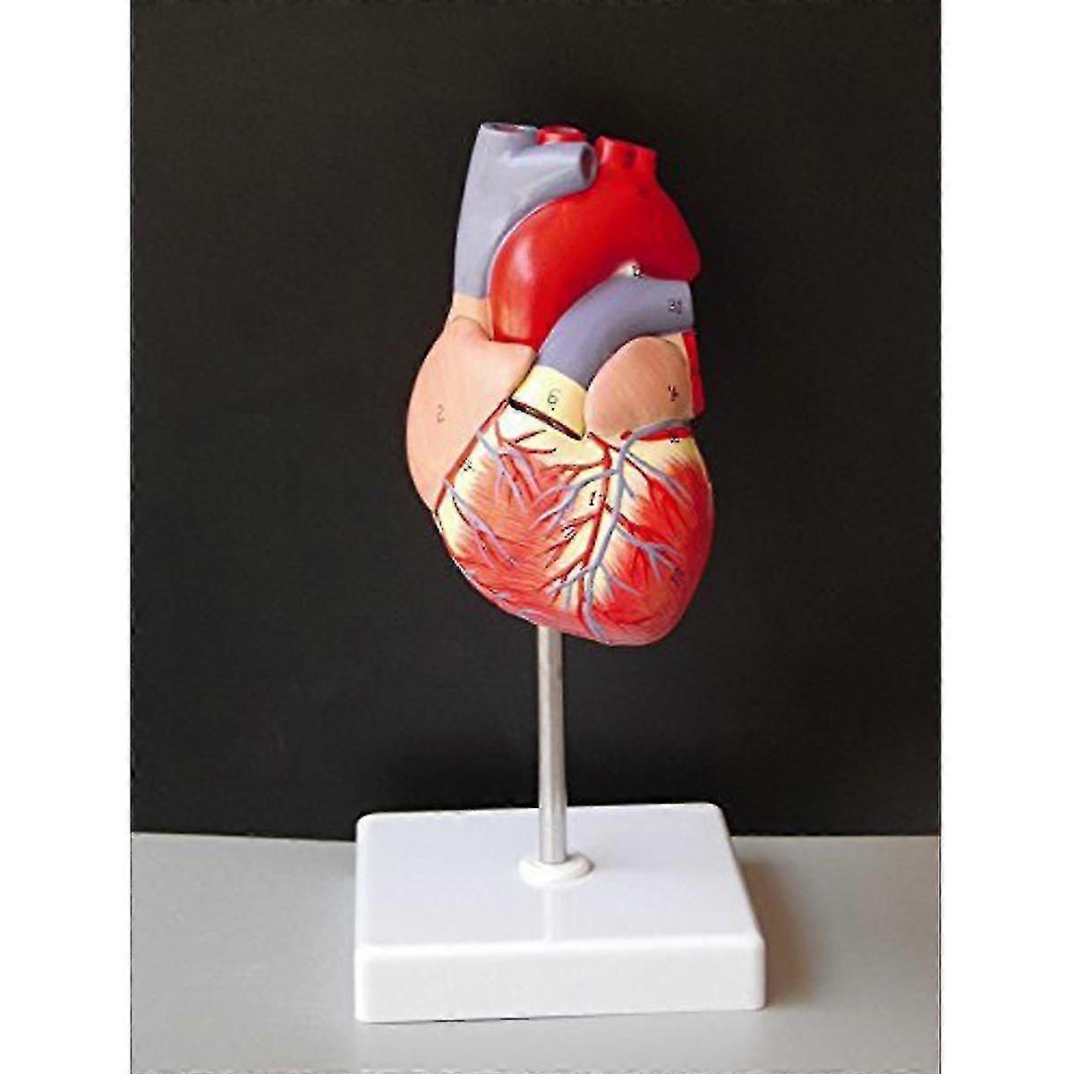 Levensgrote menselijke hart model anatomische hart model leren lab levert medisch model