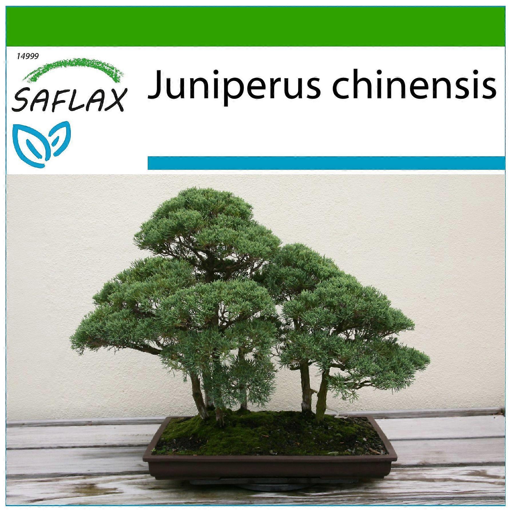 Saflax - 30 seeds - With substrate - Bonsai - Chinese Juniper - Genévrier de Chine - Ginepro cinese - Enebro de la China - Chinesischer Wacholder