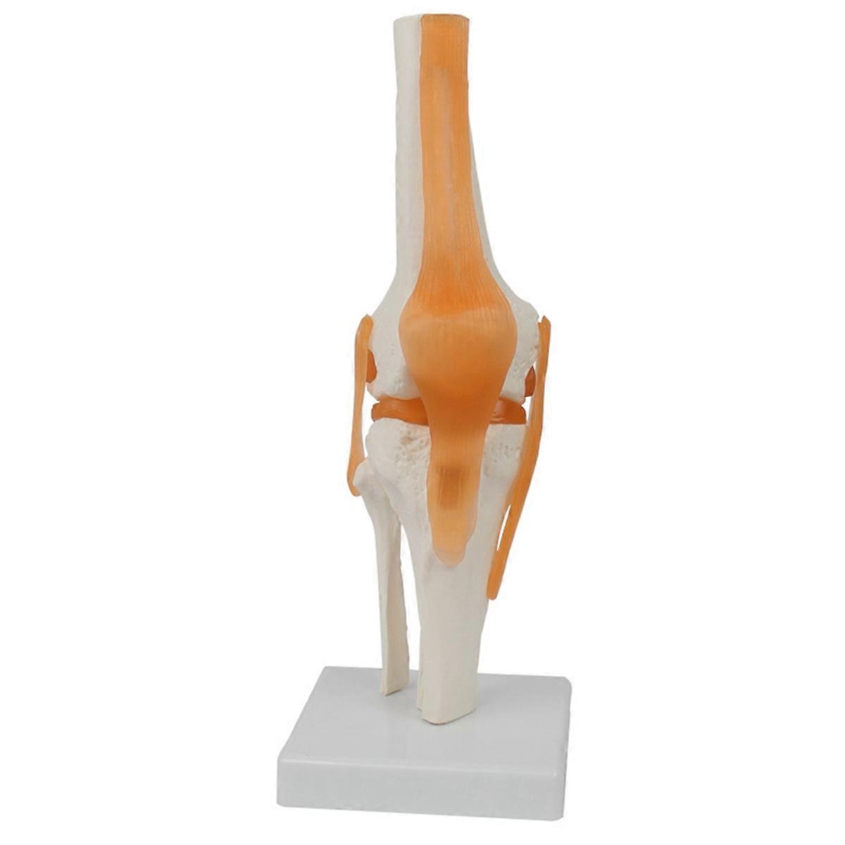 Human Knee Joint Anatomy Model Medical Science Teaching Resources