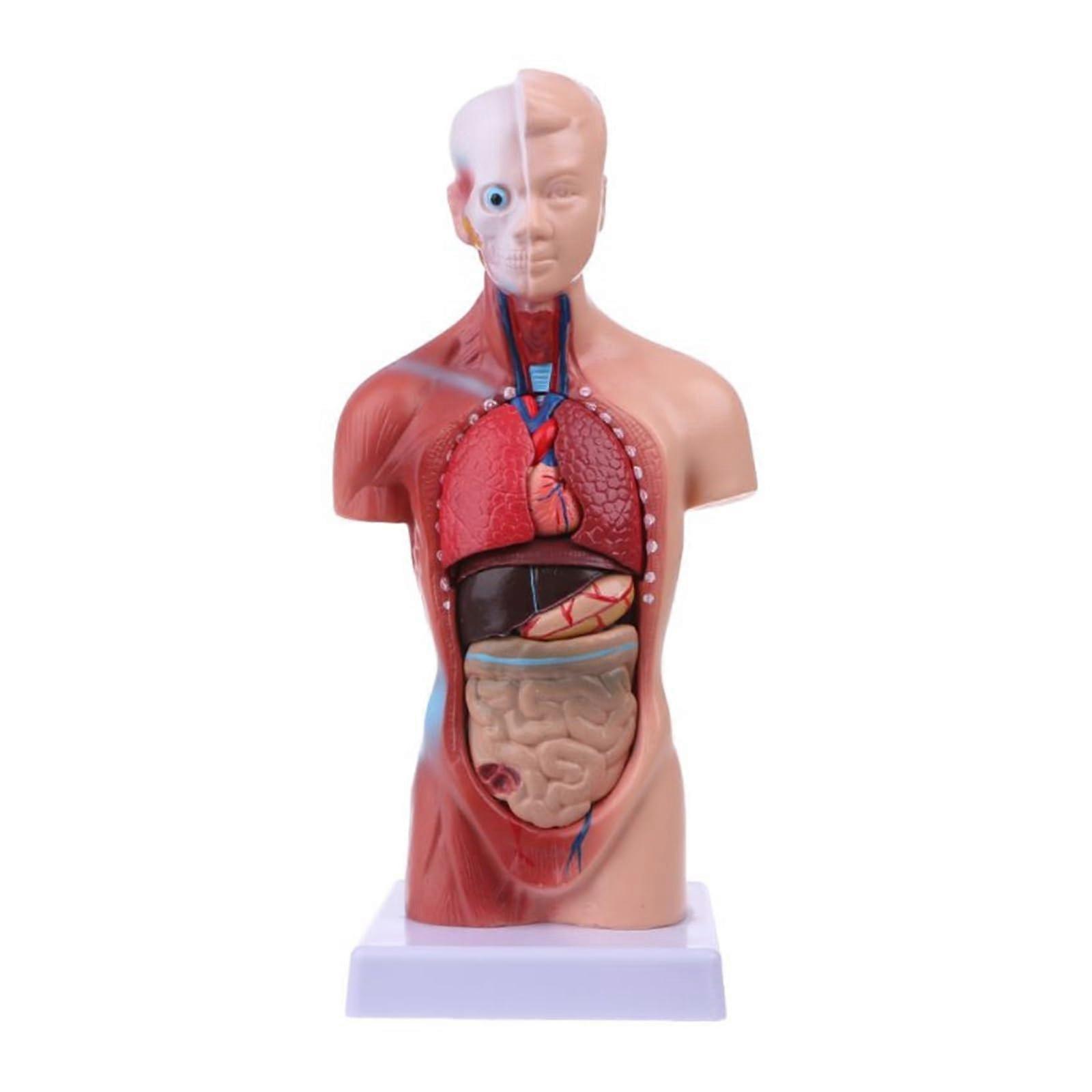 1 sentence human torso body model anatomy anatomical internal organs for teaching
