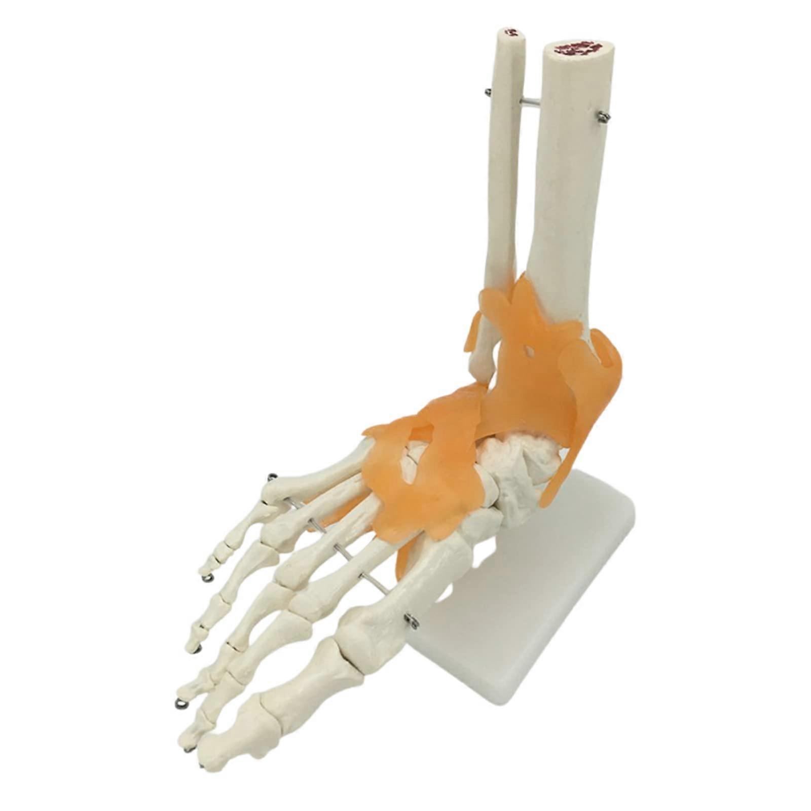 Human Foot Anatomical Model Skeleton Structure Model of Human Ankle Bone with Bands Skeleton Anatomical Model for Medical Training Aid Teaching