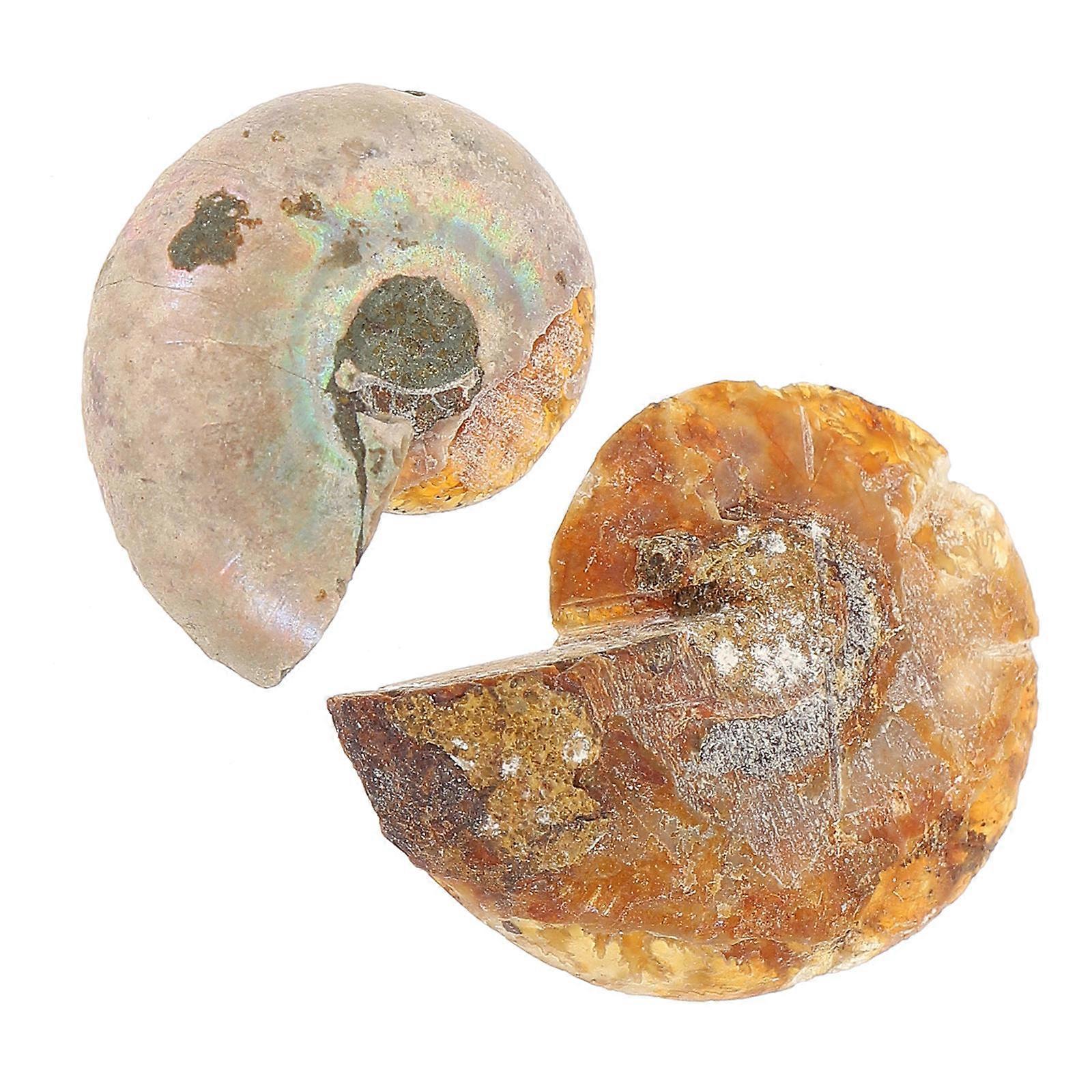 Ammonite Specimen Science Ornaments for Decoration 10Pcs Pack