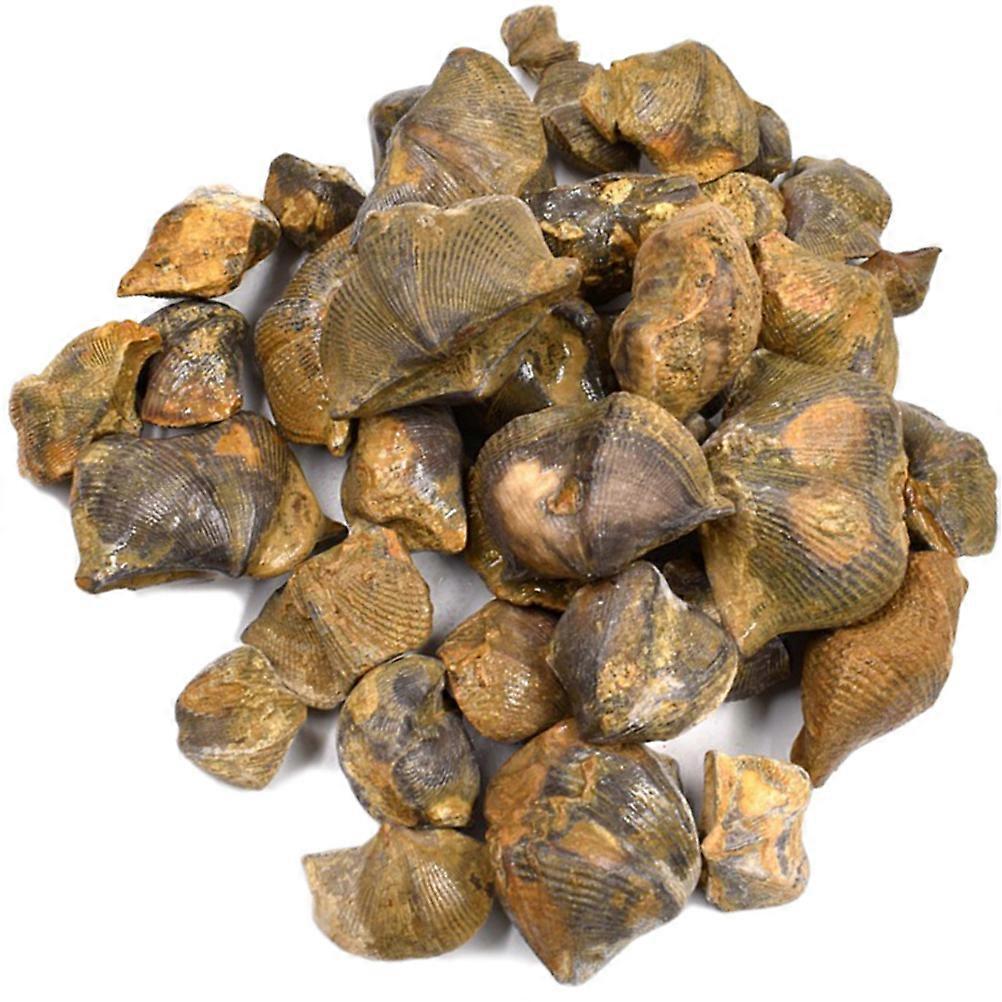 Brachiopod Teaching Specimen for Classroom Use 2Packs Table Ornament