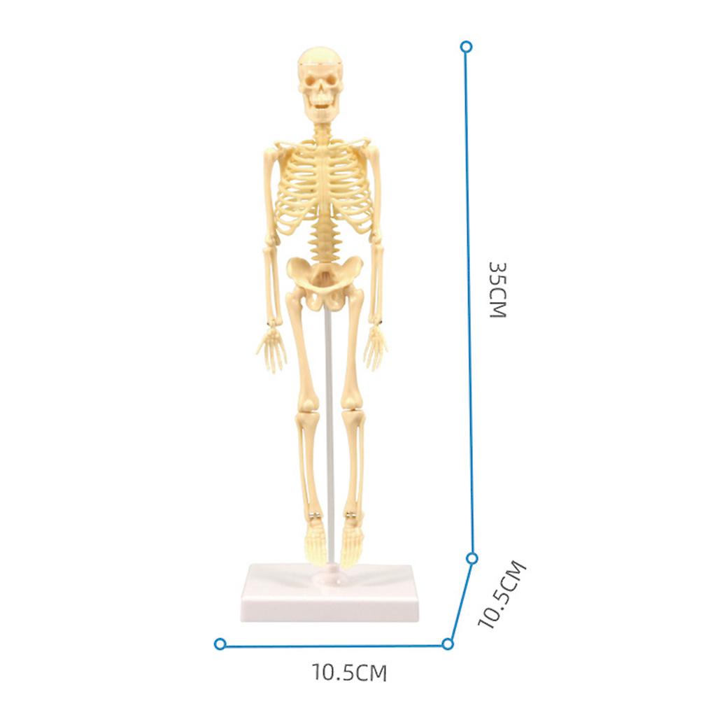 DIY Human Skeleton Model 35cm Plastic Anatomy Educational Kit