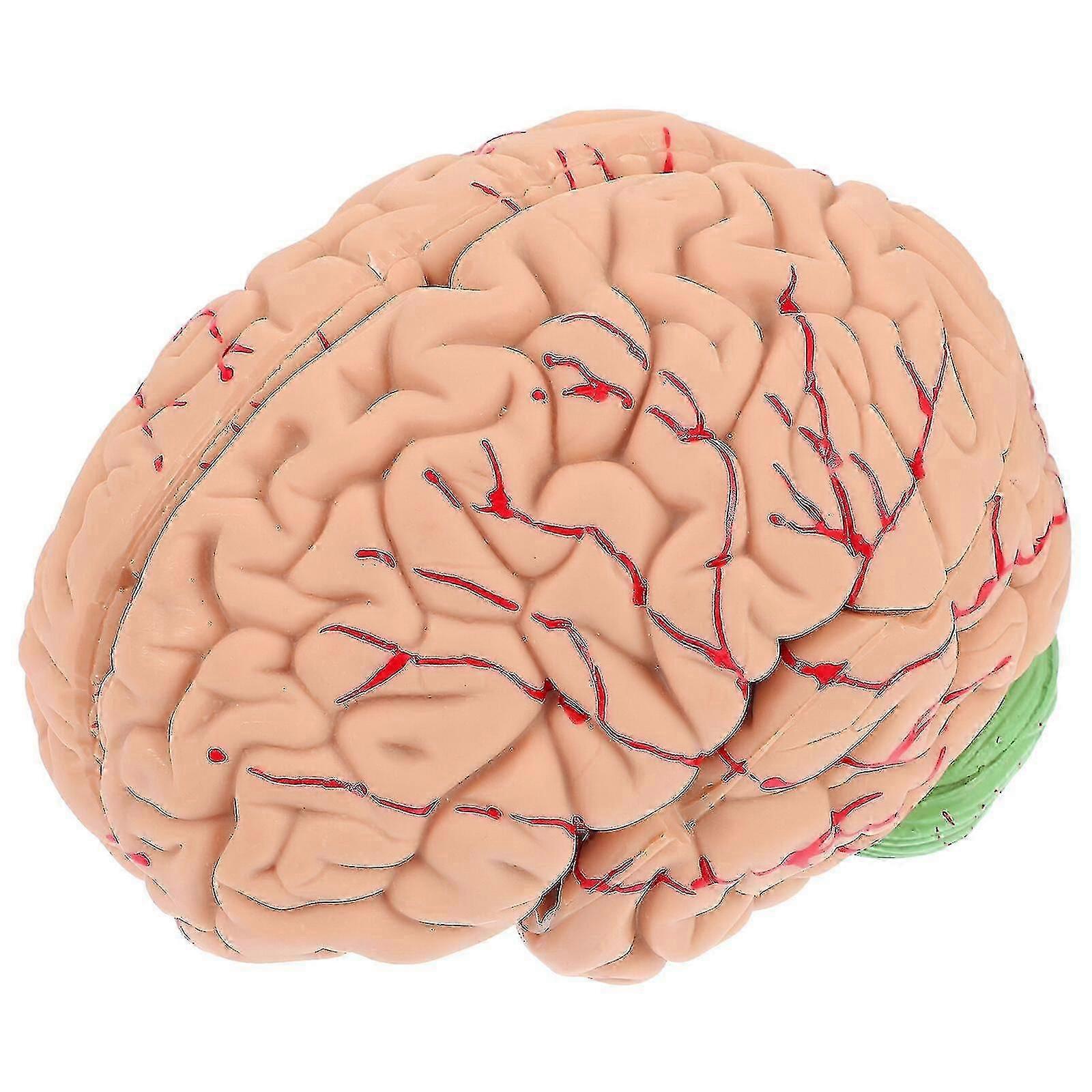 1pc Human Brain Teaching Model Medical Fake Brain Anatomical Display ModelAA