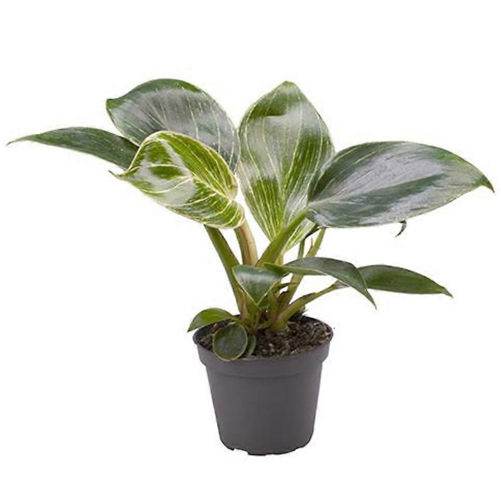 Philodendron 'Birkin' Ø6cm