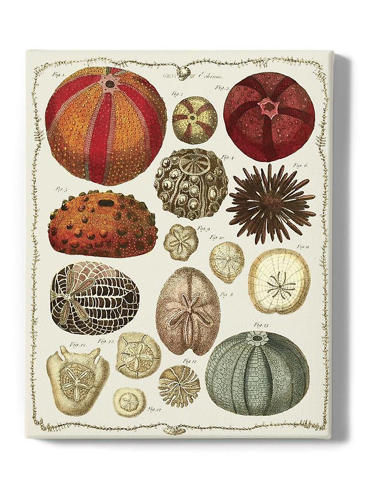 Starfish And Sea Urchins B Wrapped Canvas -Fab Funky Designs,-ouyac431