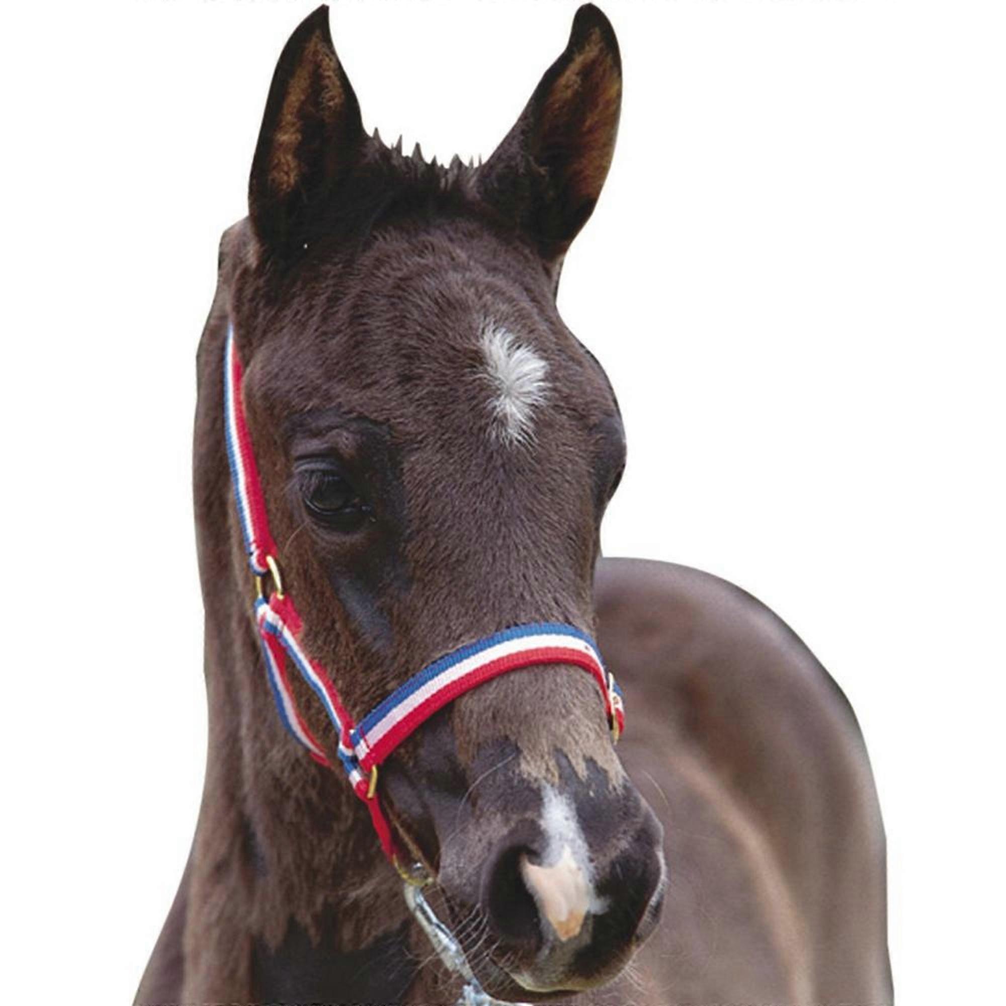 Roma Foal Headcollar