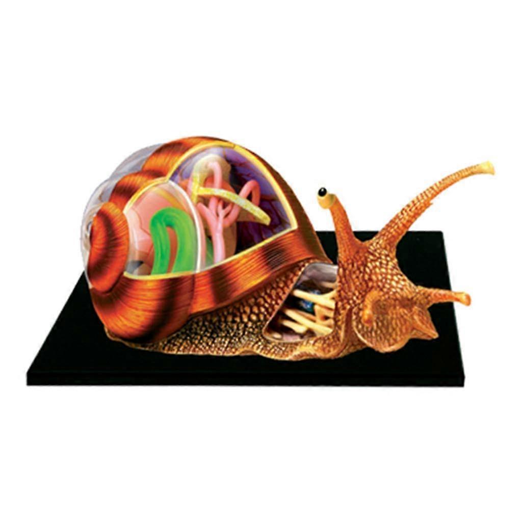 4D Visual Snails Anatomical Model 32 Detachable Organs, Educational Anatomy Model For School, Classroom Use