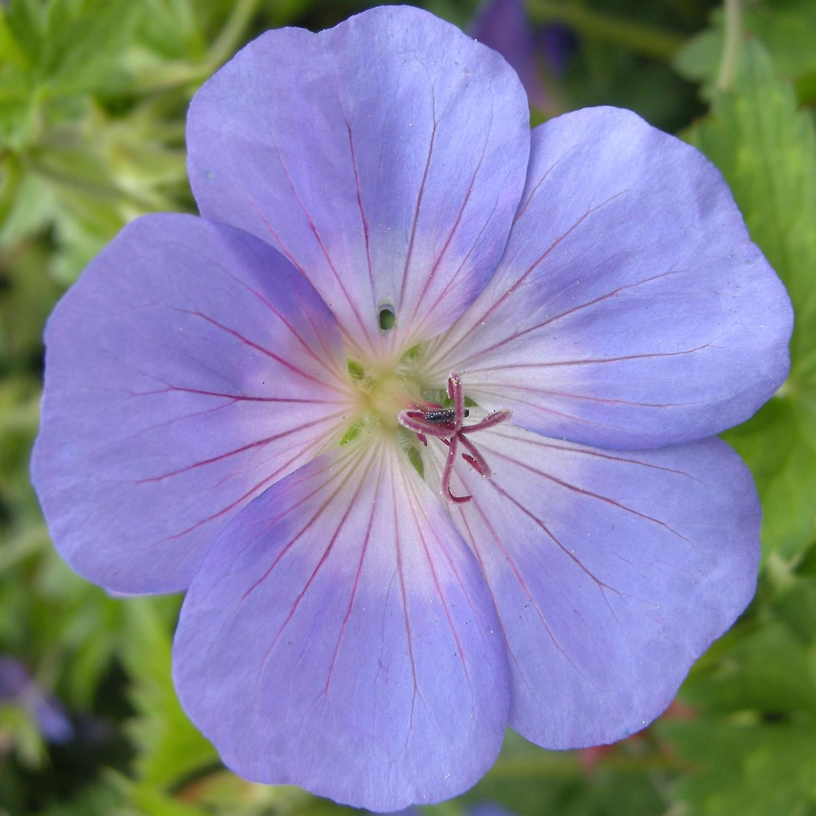 Geranium Johnsons kék. Darukomcsőrű.