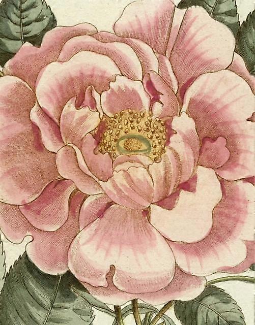 John Derian Picture Book Ii by John Derian Hardback Book