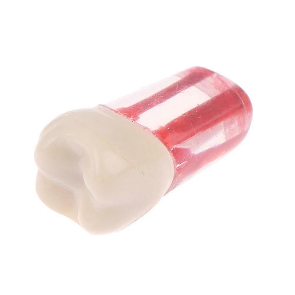 2pcs Resin Dental Endodontic Tooth Model Endo Root Canal Files Pulp Practice