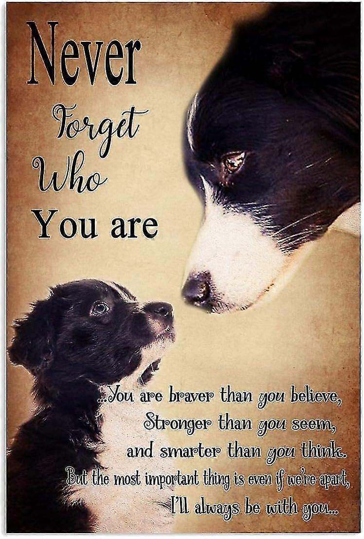 Chien Border Collie, Il Il Était Une Fois Il Y Avait Une Fille Qui Aimait Vraiment Le Border Collie C’était Moi Meta