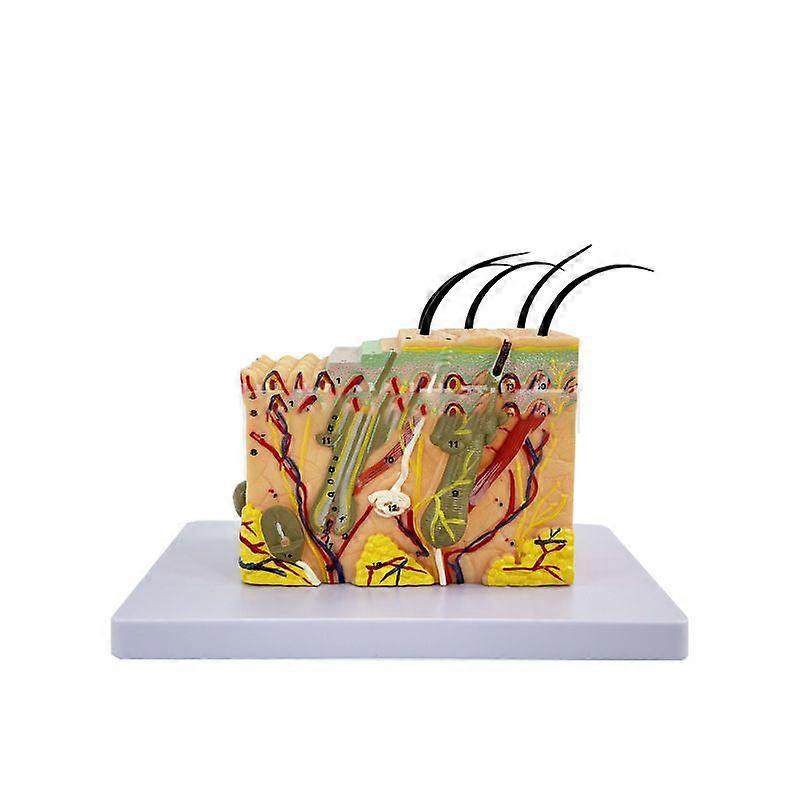 Human Skin Structure Model Enlarged Anatomy Display Teaching Model with Base