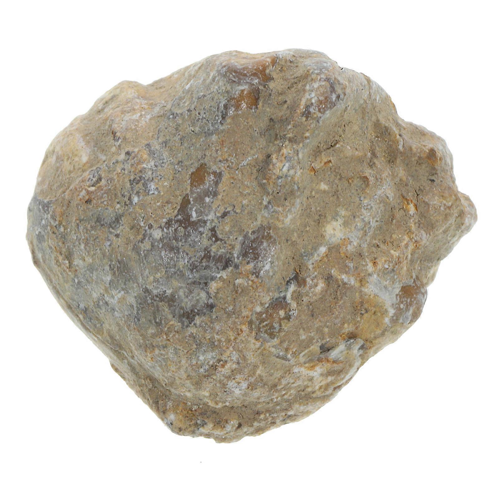 Shell Paleontology Specimen for Decoration Educational Model