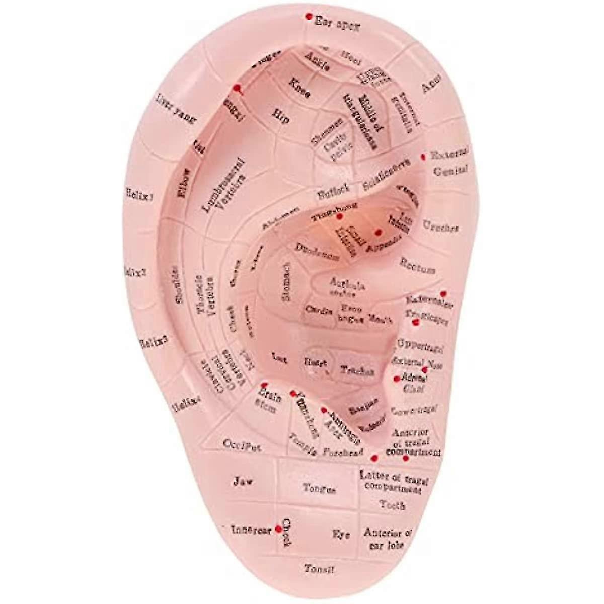Ear Acupuncture Model Professional Reflexology Acupoint Learning Display Laboratory Supplies