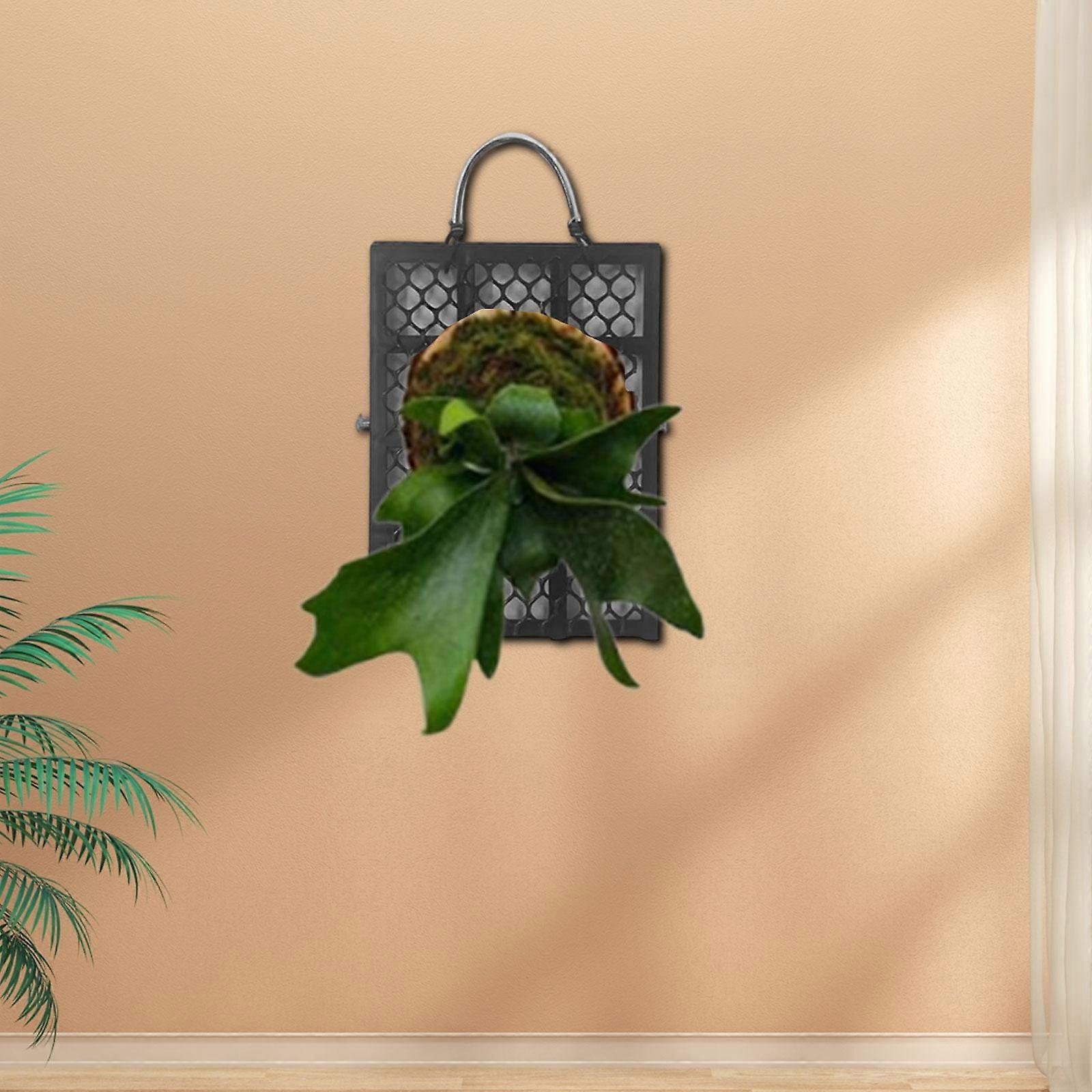 Staghorns fern wall mounting - België