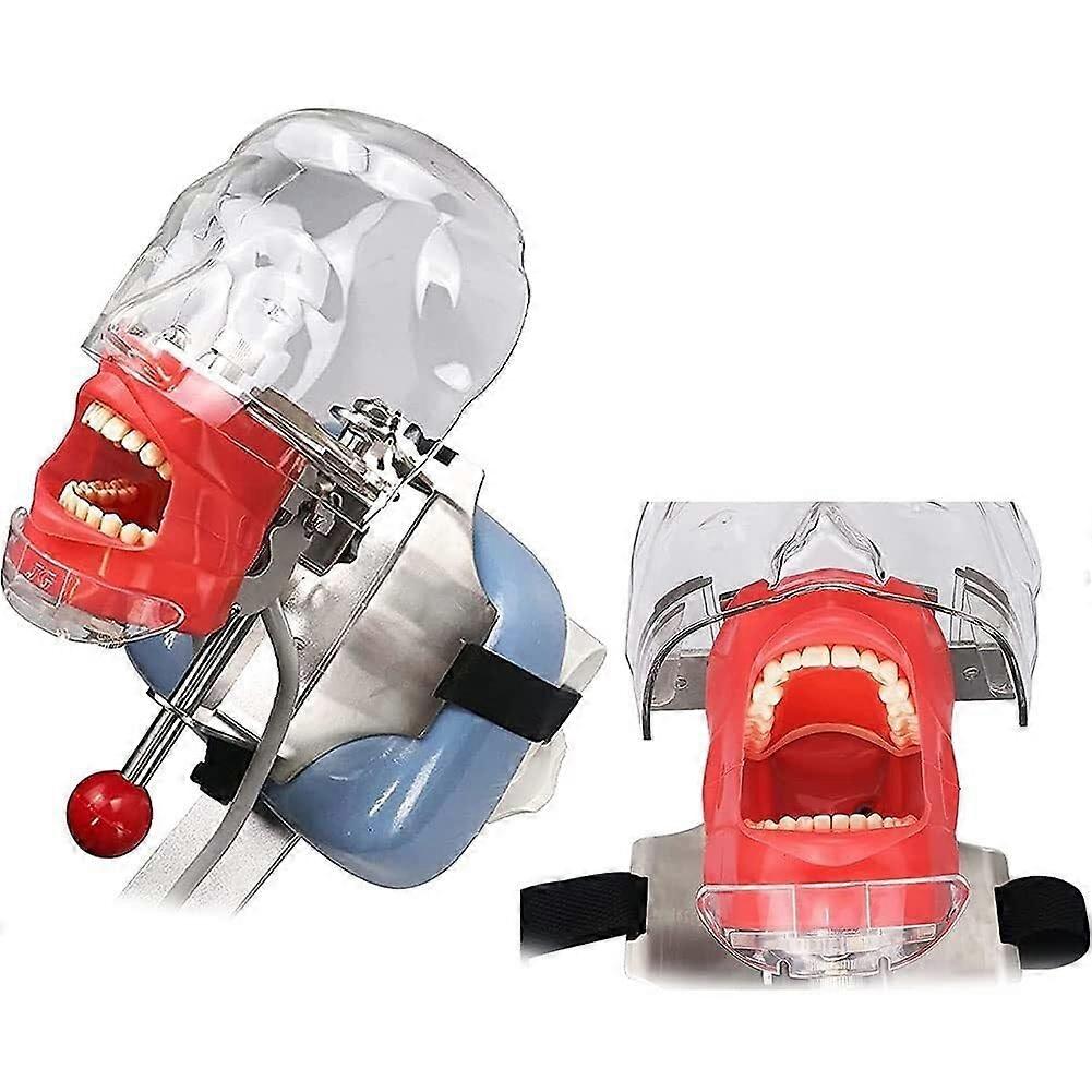 Dental Mannequin Head with Removable Teeth, Adjustable Dental Simulator for Teaching Practice