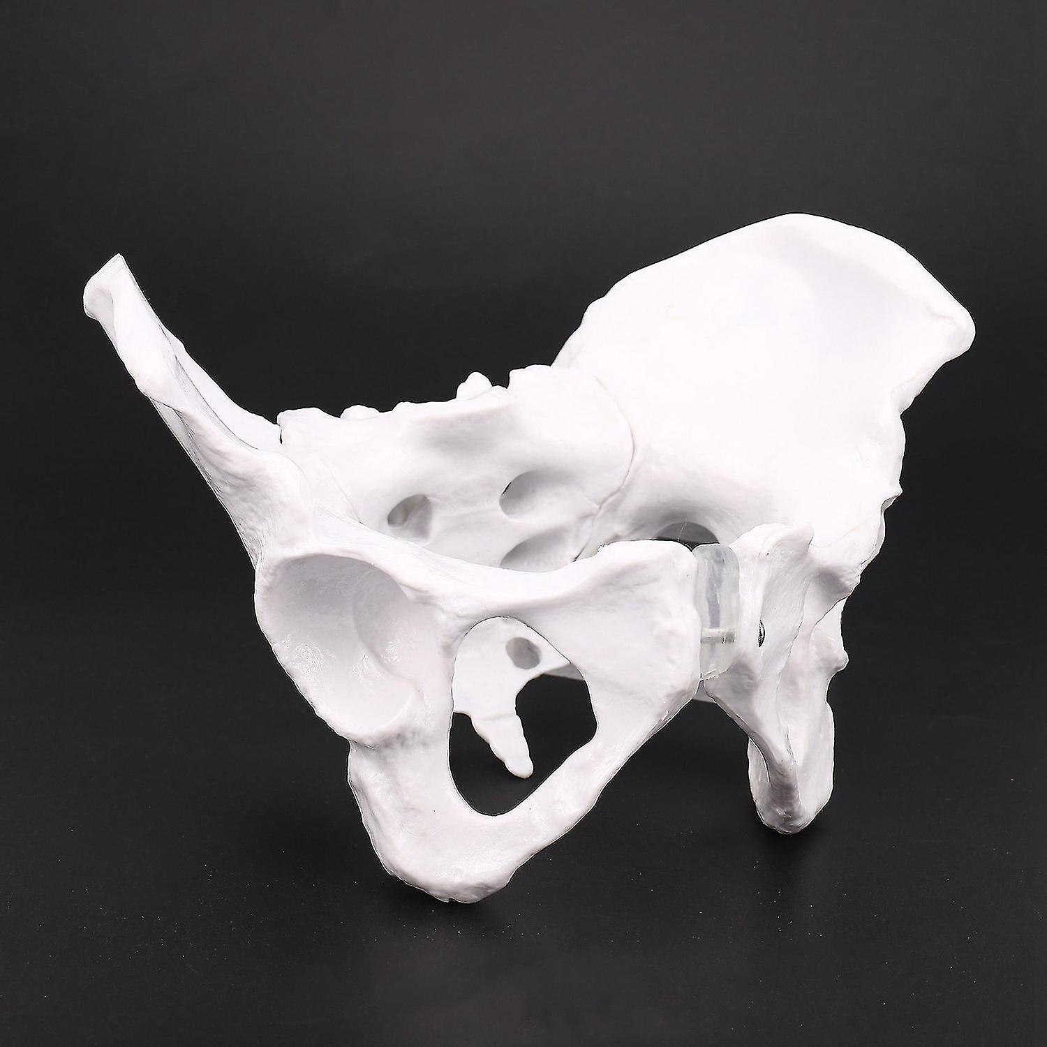 Male Anatomy Pelvis Pelvic Skeleton Throat Anatomical Anatomy Skull Sculpture Head Body Model with Lumbar Spine 28x15x35cm