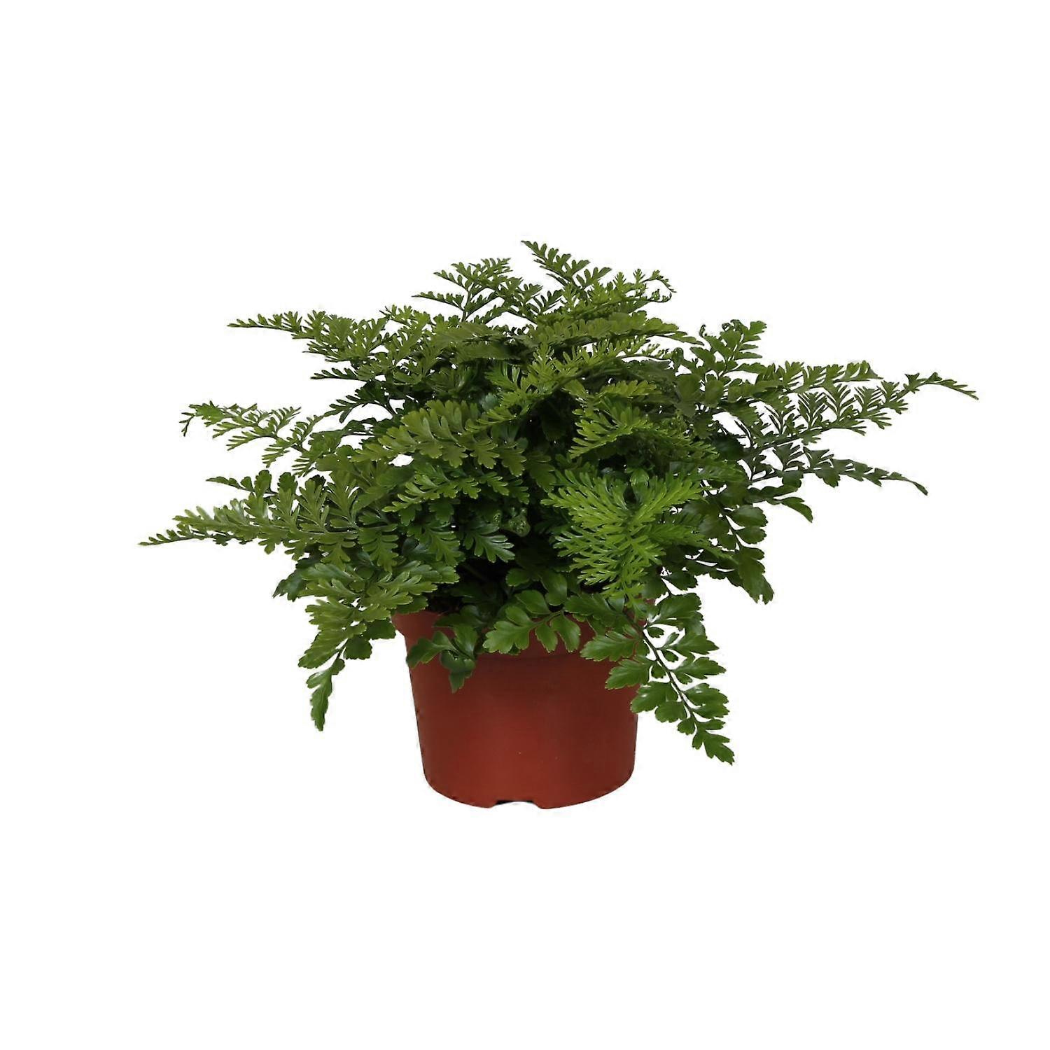 Asplenium Parvati - 25cm - Ø12cm