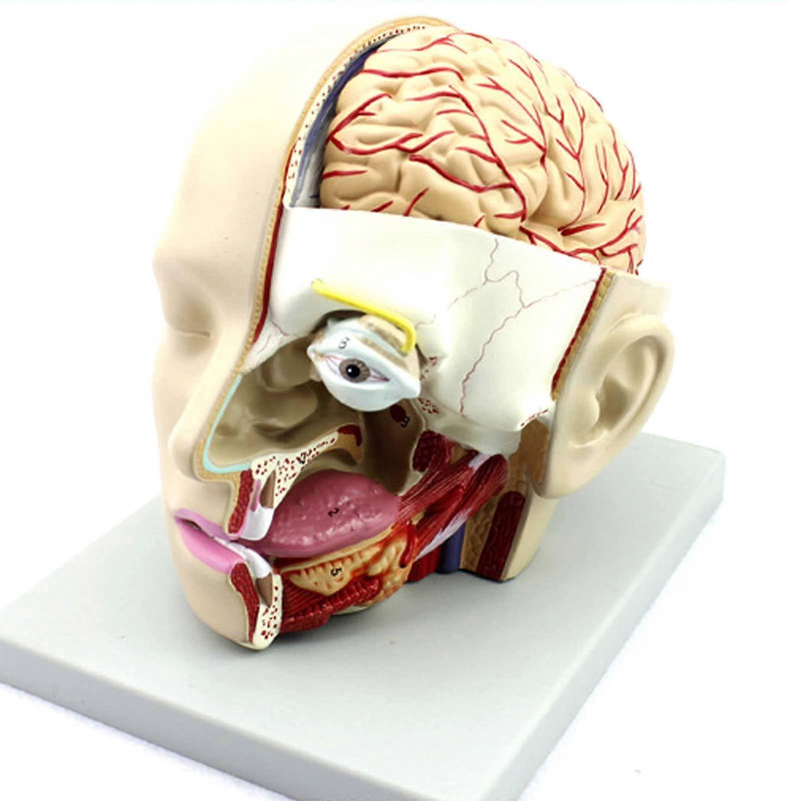 Medical Anatomical Human HeadBrain Model