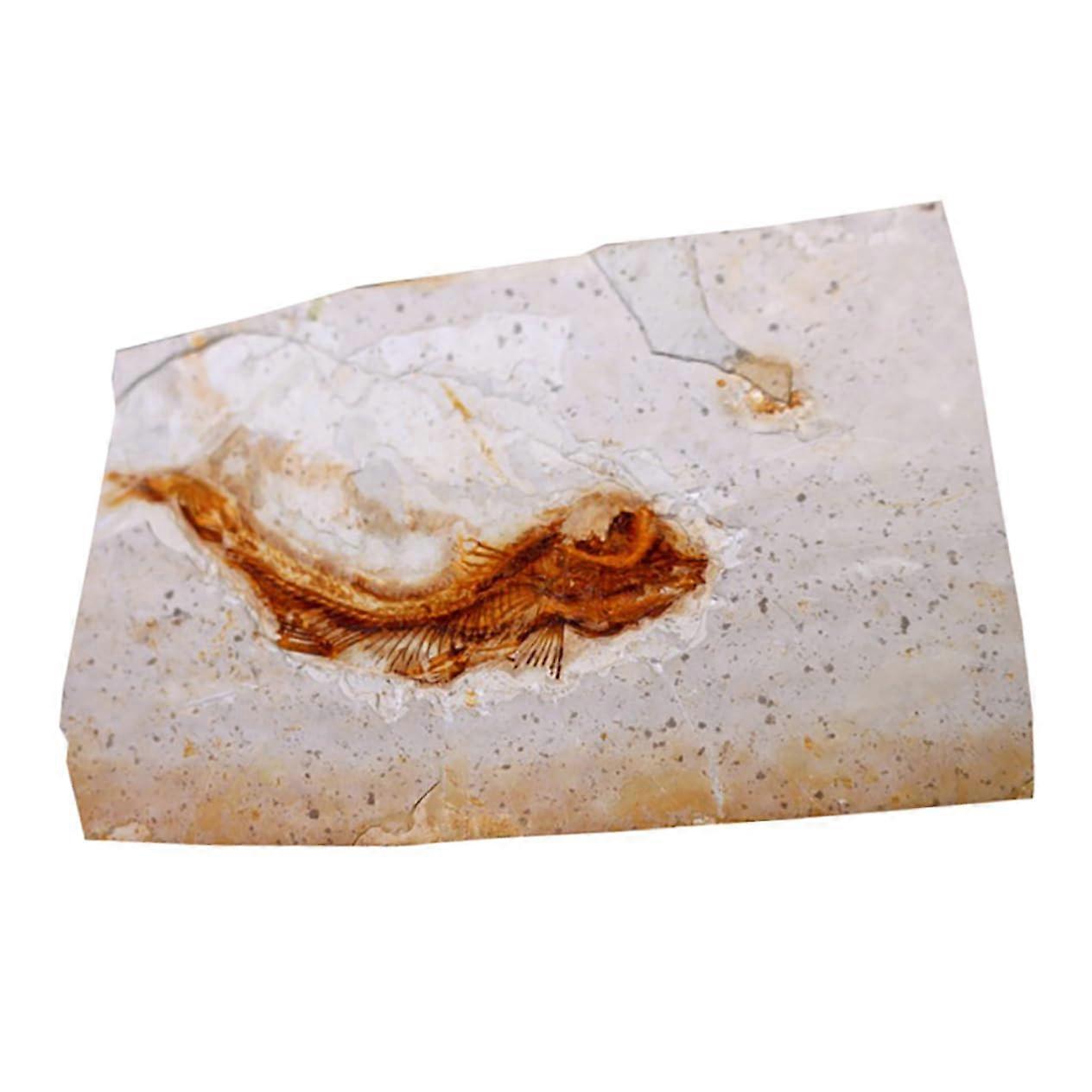 Wolf Finned Fish Specimen Educational Simulation Model For Science Teaching One Piece Classroom Decor Random Styles