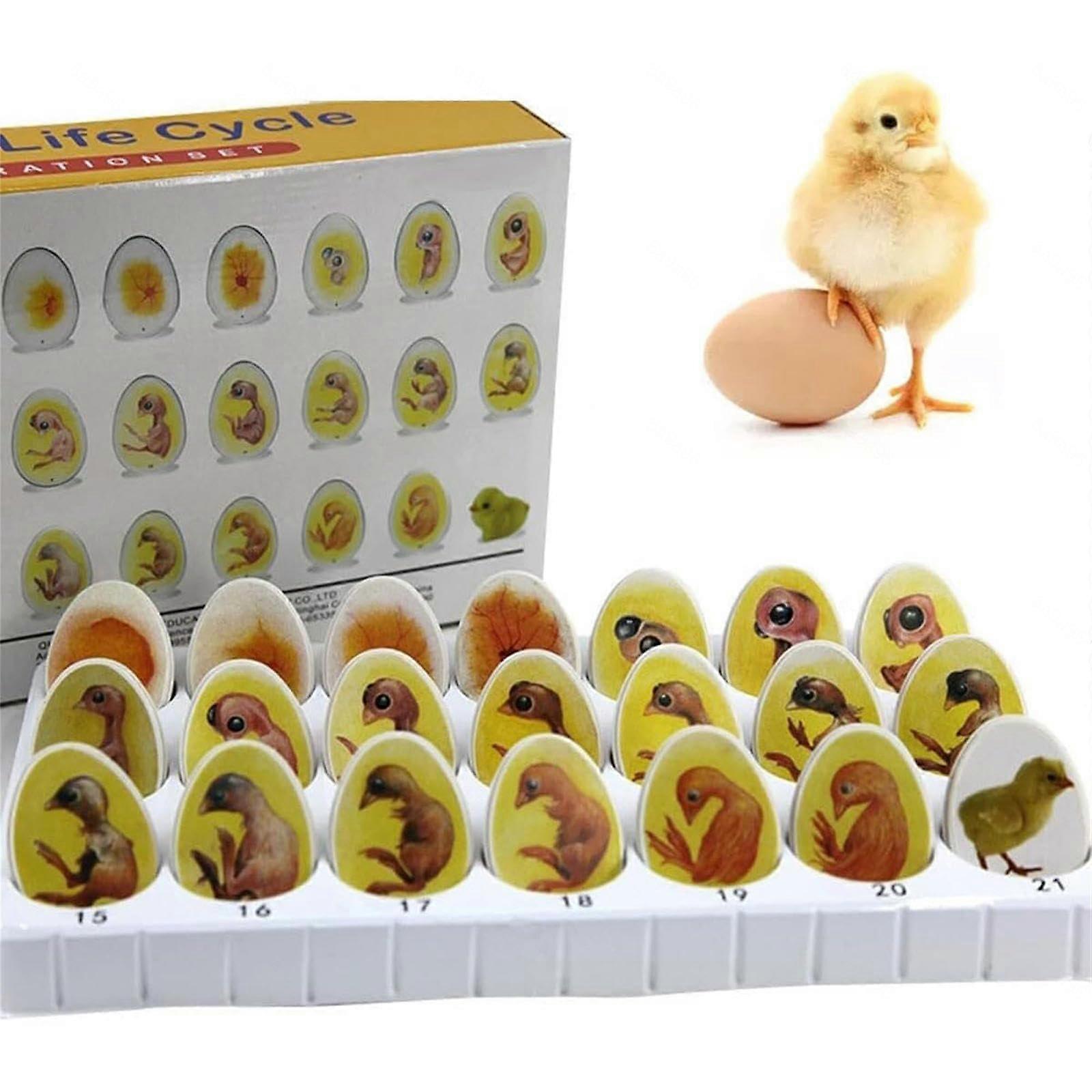 Chicken Embryo Development Model 21 Stage Set with Color Coded Learning Visuals for Classroom Teaching