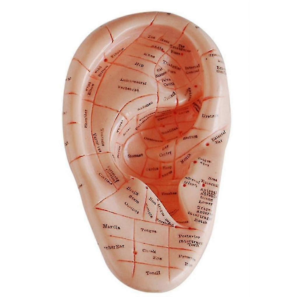 English Version Ear Acupuncture Earpins Model Model Auricular Application Model Ear Acupuncture Poi Chumian