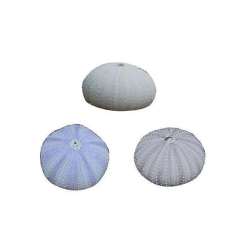 3 Pcs Natural Dried Sea Urchin Shells Conch Shells Creative Air Plant Containers Diy Handmade Mini Planting Pots Desktop Ornament (random Color)
