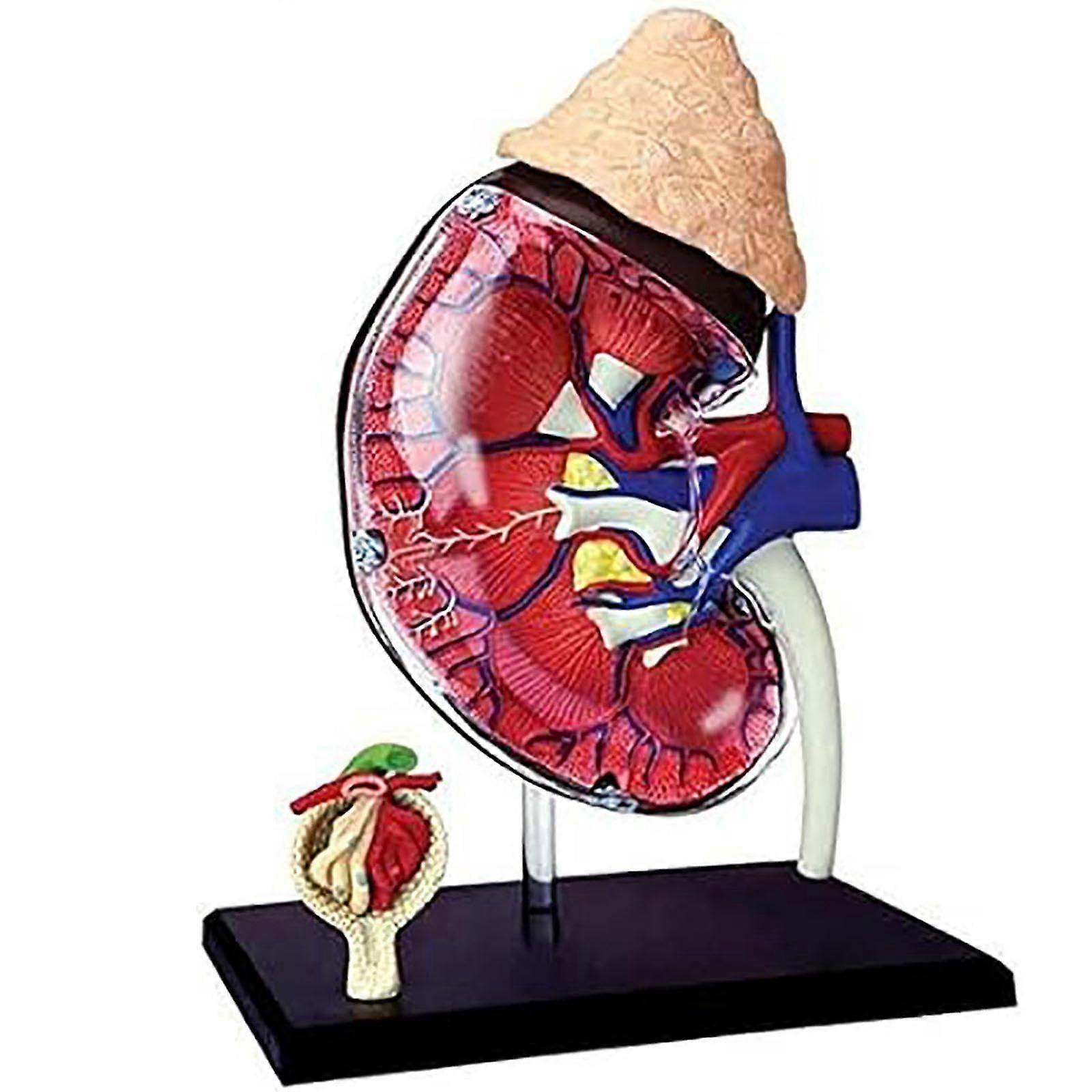 4D Human Kidney Anatomy Model Kit Detachable 13Part For Students Educational Materials Science Teaching Models