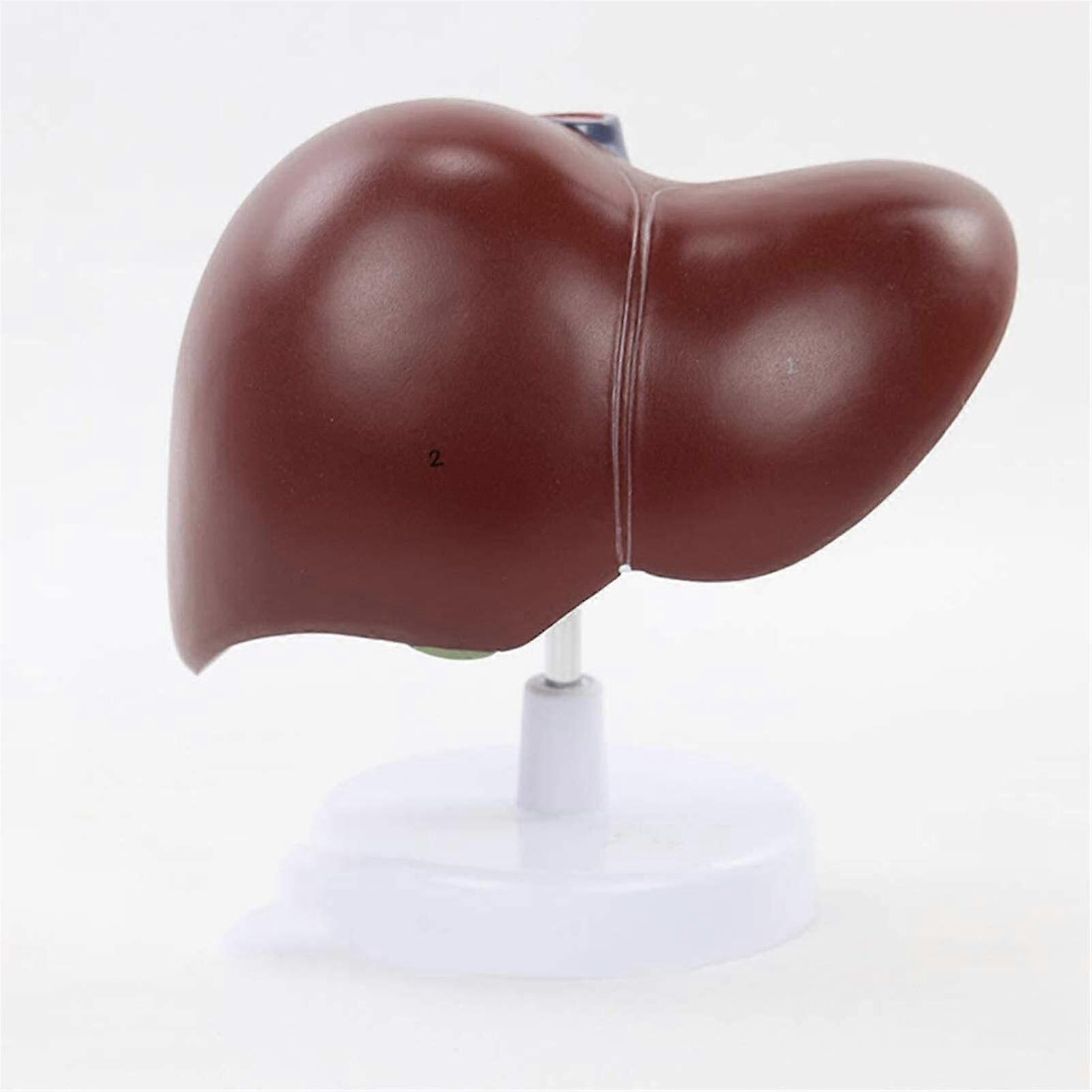 Human Anatomy Model Digestive System Pancreas Liver Spleen with Removable Base Durable PVC for Classroom Study