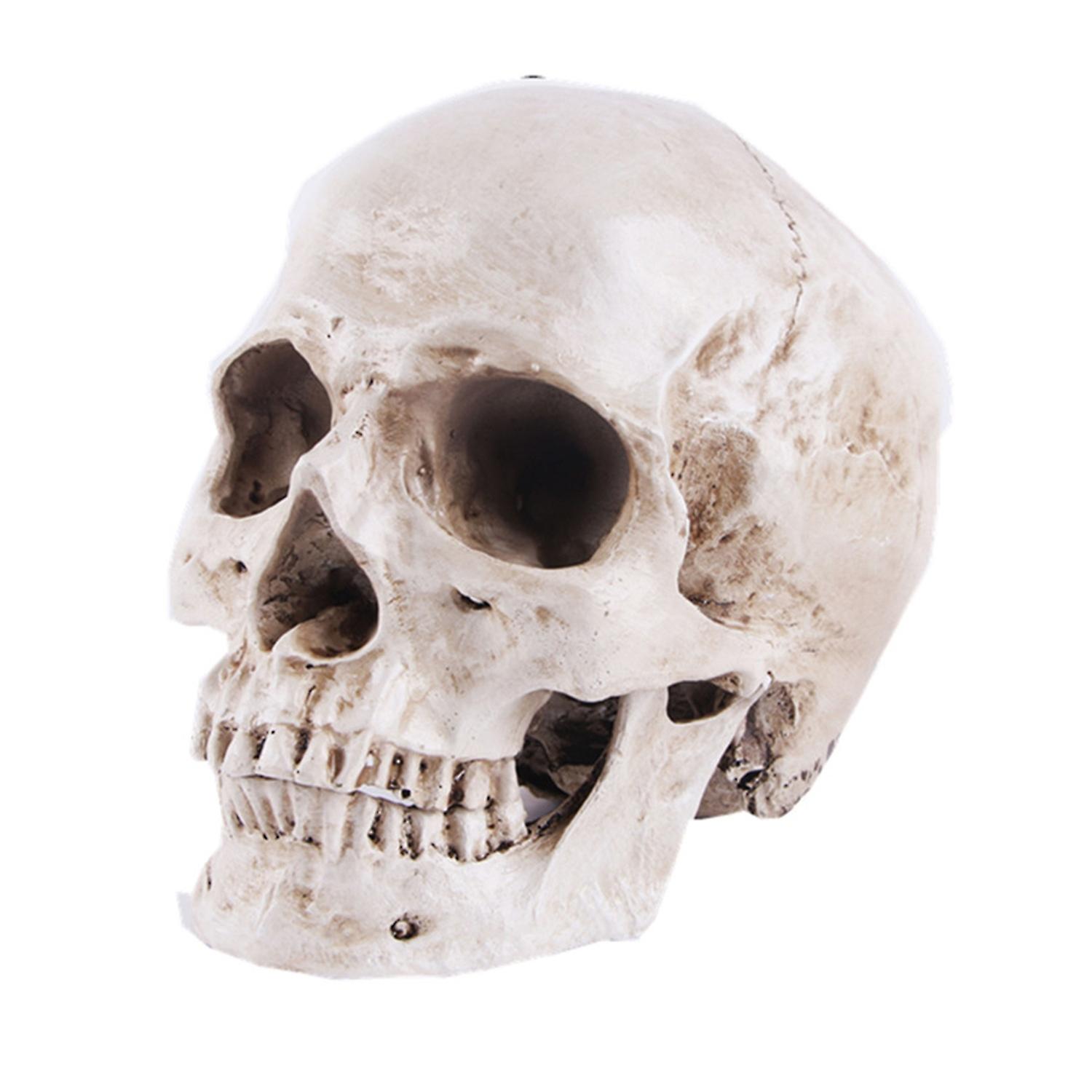 Skull Model Realistic Removable Jawbone Educational Human Skull Model Study Halloween Props Teaching