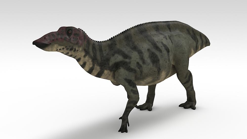 Shuangmiaosaurus dinosaur, white background. Poster